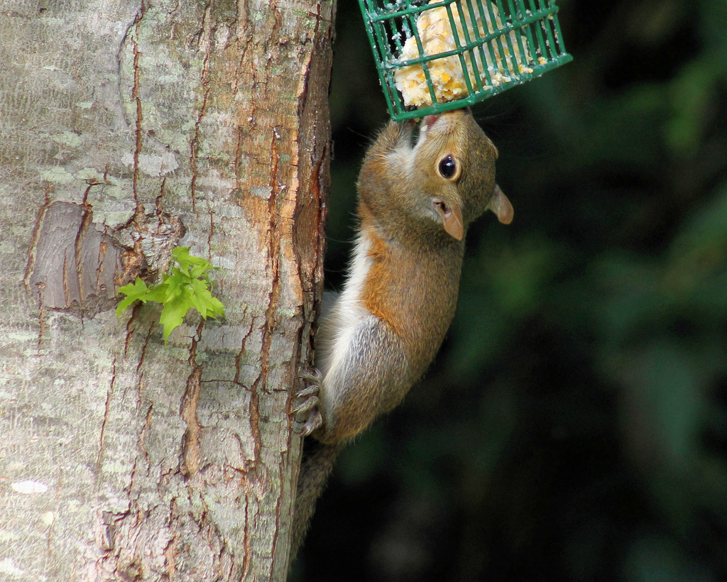 Baby likes suet by cjwhite