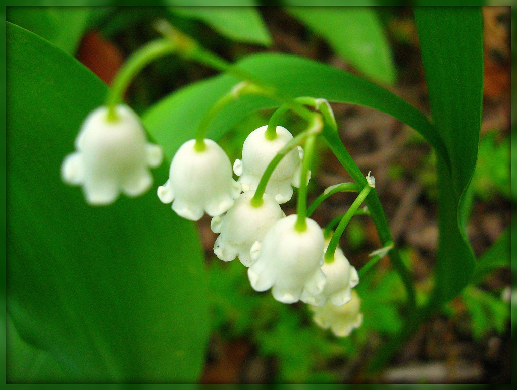 Lily of the Valley by olivetreeann