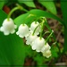 Lily of the Valley by olivetreeann