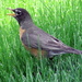 Chirping Robin by randy23