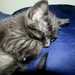 Sleeping Kitten by randy23