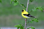 17th May 2014 - American Goldfinch