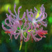 Spider lily ... Pink for May.. by julzmaioro