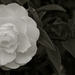 Camellia  by brigette