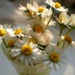 A fistful of daisies by filsie65