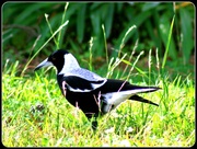 19th May 2014 - MAGPIE