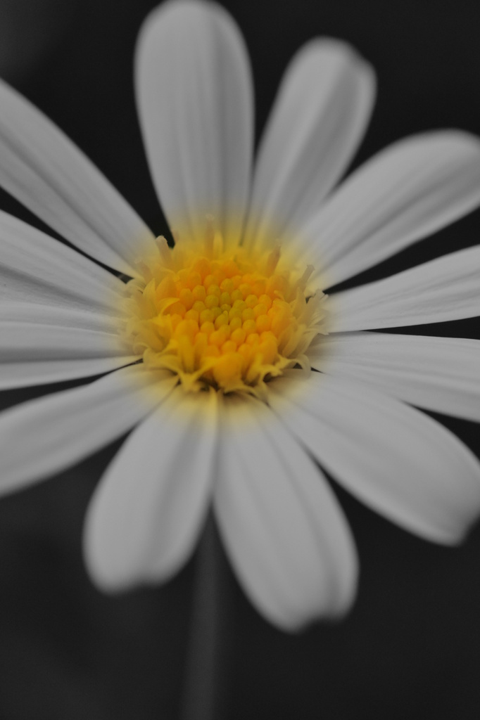 daisy by dianeburns