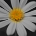 daisy by dianeburns