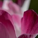 Cyclamen petals by dianeburns