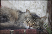 20th May 2014 - Cats Sleep Anywhere