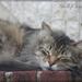 Cats Sleep Anywhere by jamibann