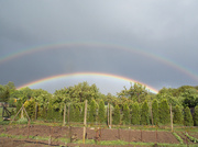 12th May 2014 - Rainbows 