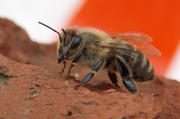 17th May 2014 - Our bee