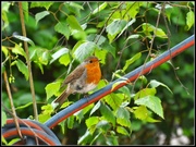 20th May 2014 - Red red robin keeps bob bob bobbing along