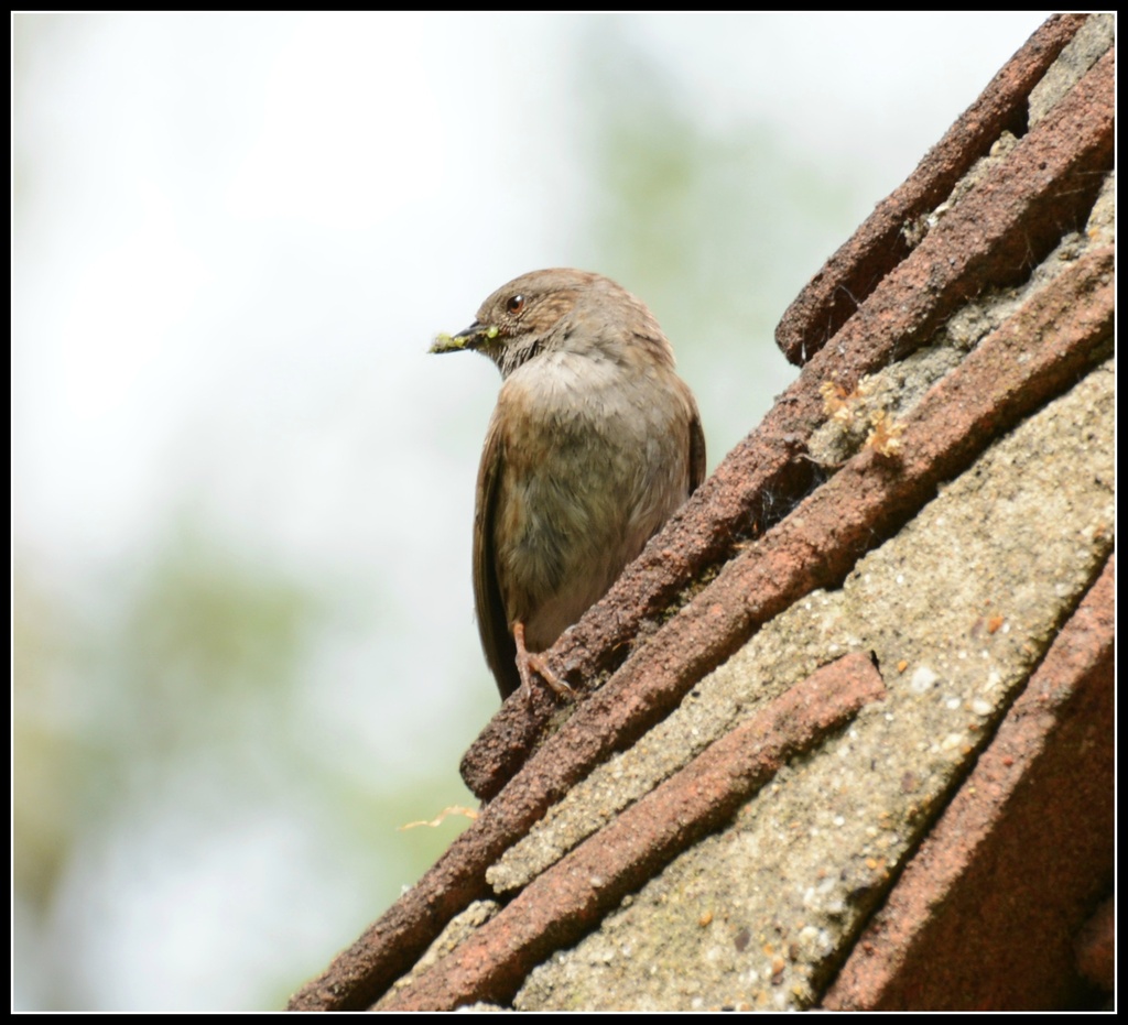 Our friendly dunnock by rosiekind