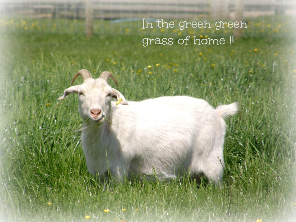 Pigmy goat  by beryl