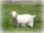 20th May 2014 - Pigmy goat 