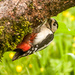 Woodpecker 20-05 by barrowlane