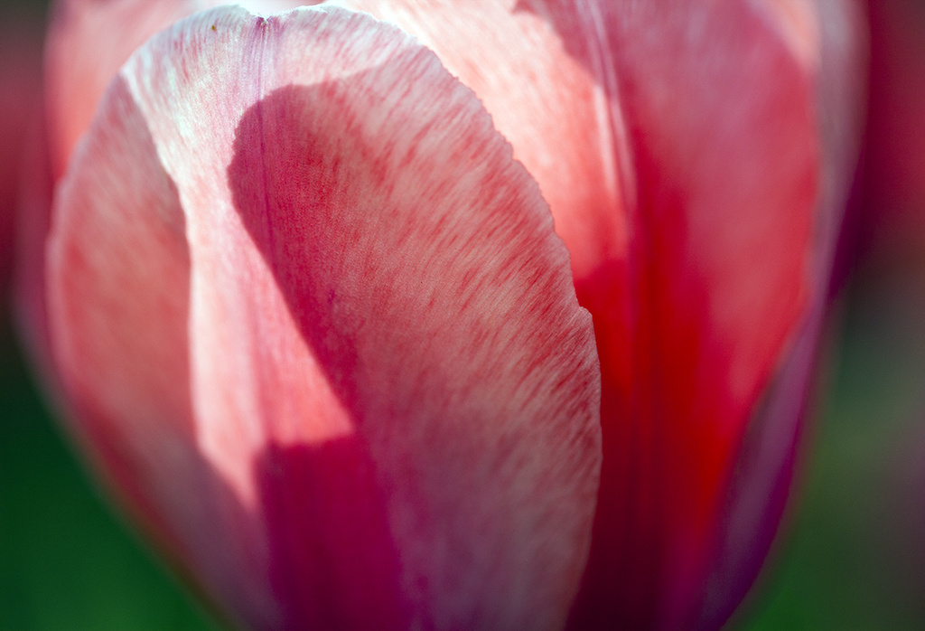 Tulip Backlit  by gardencat