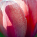 Tulip Backlit  by gardencat