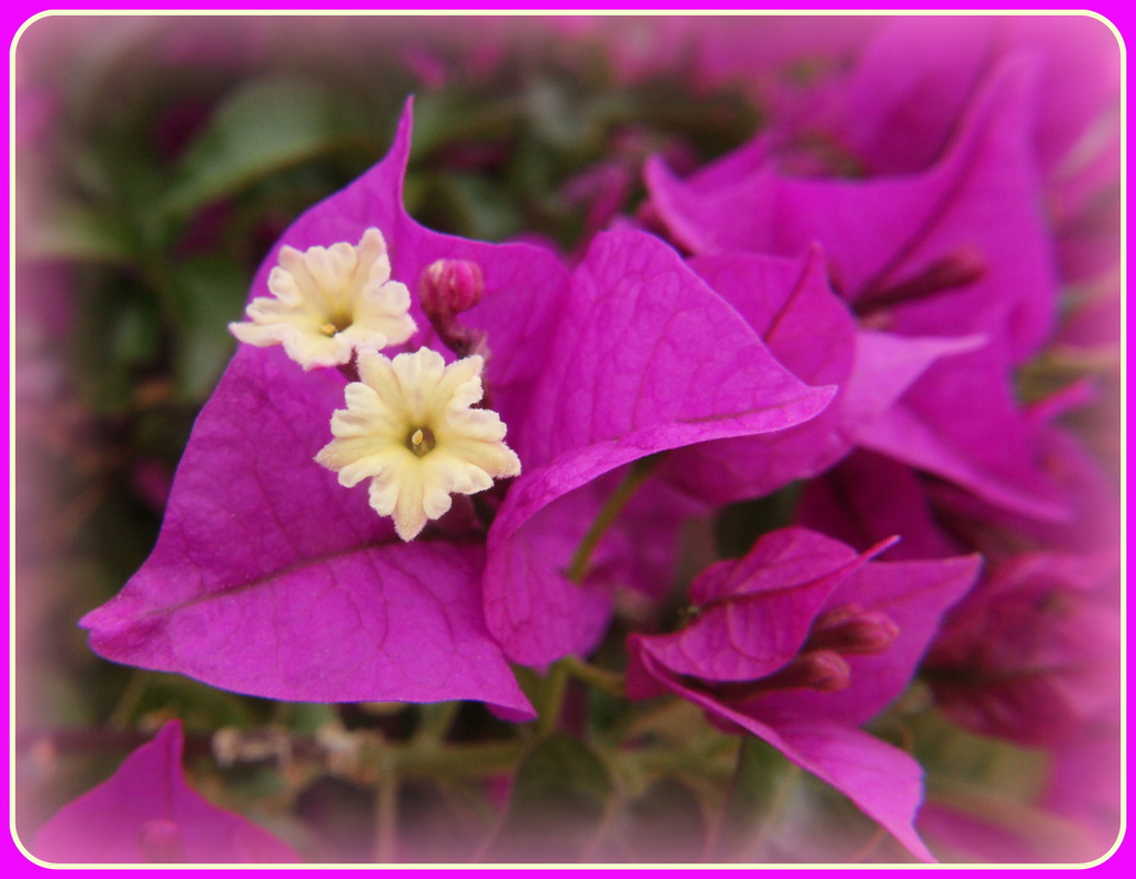 Bougainvillea by busylady