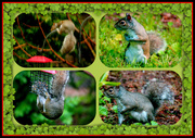 20th May 2014 - Pesky Little Tree Rats