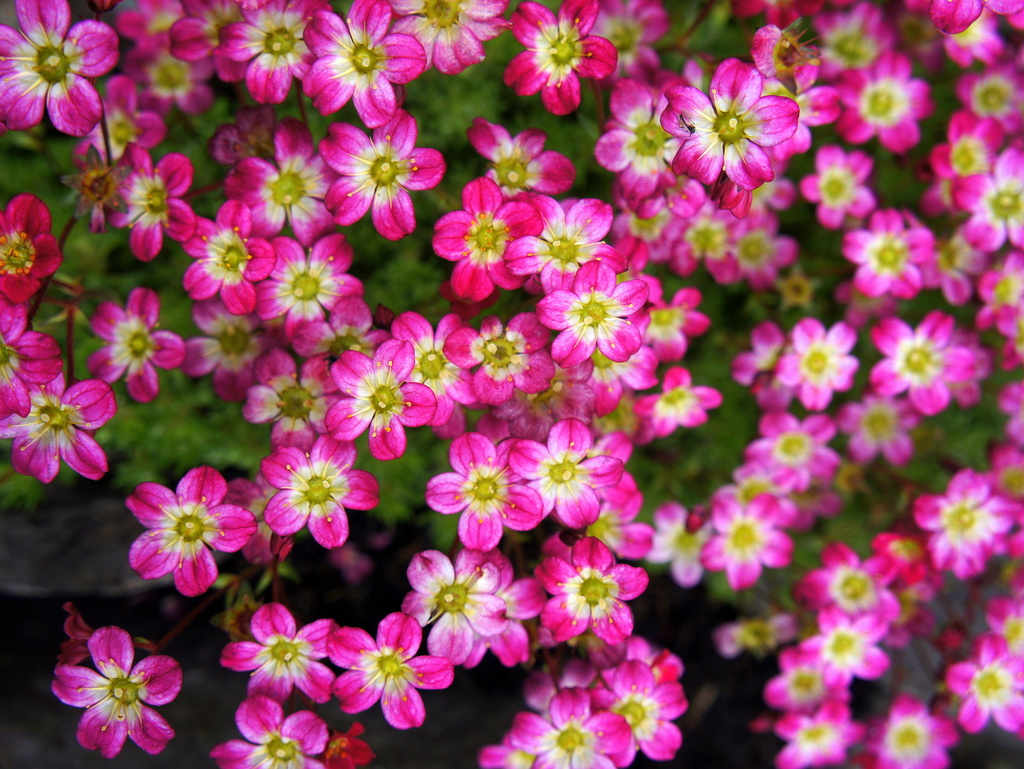 Tiny pink flowers by boxplayer