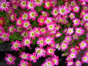 5th May 2014 - Tiny pink flowers