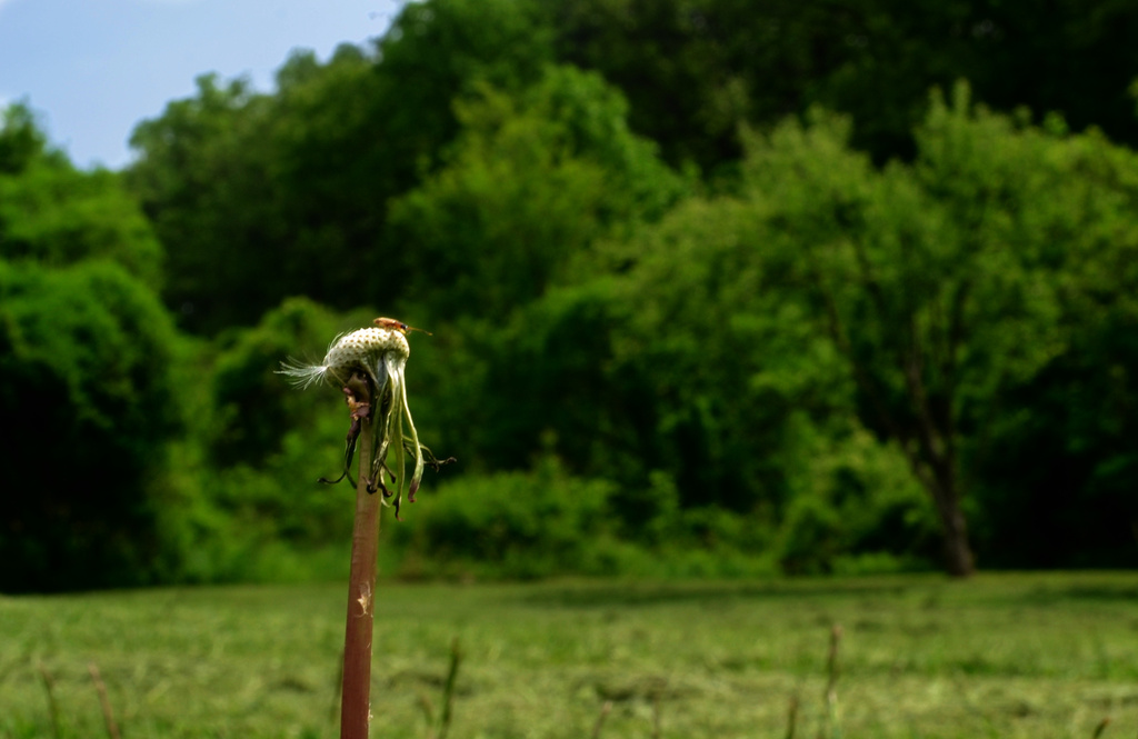 dandelion head in field by francoise