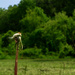 dandelion head in field by francoise