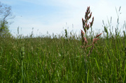 20th May 2014 - reddish grass in field