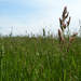 reddish grass in field by francoise