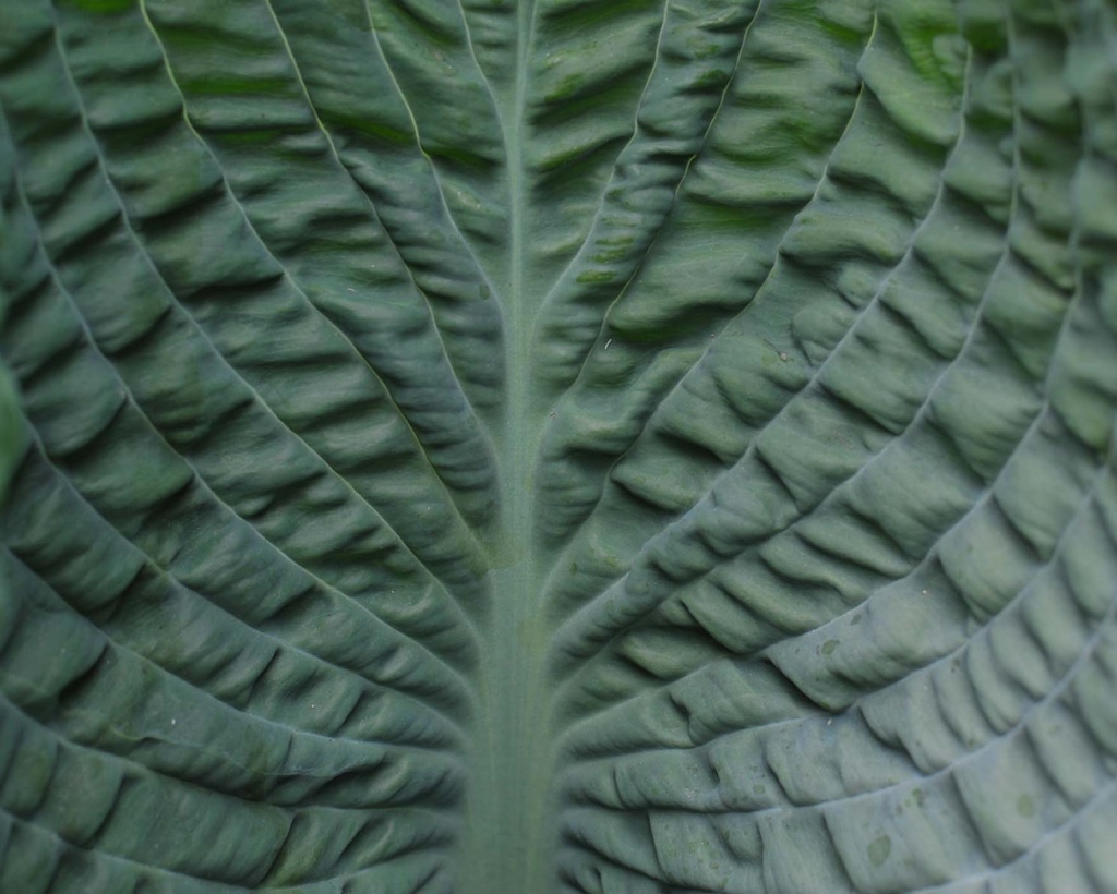 Hosta leaf by loweygrace