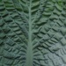Hosta leaf by loweygrace