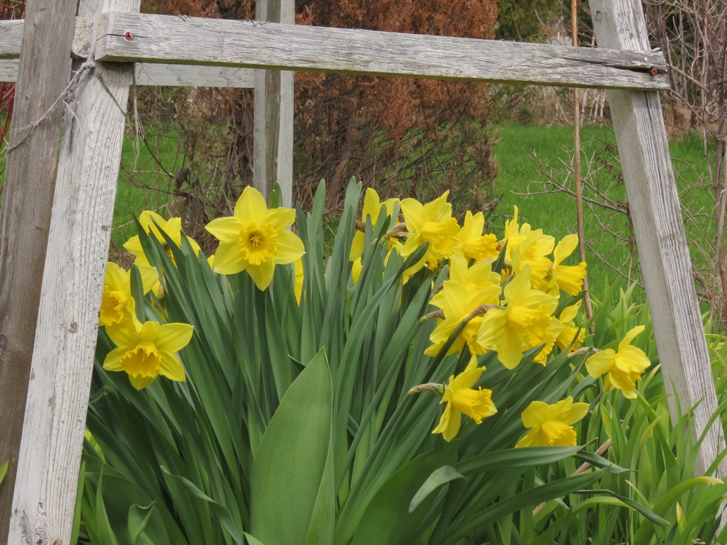 My daffodils!  by radiogirl