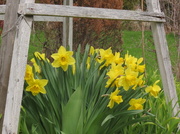 21st May 2014 - My daffodils! 
