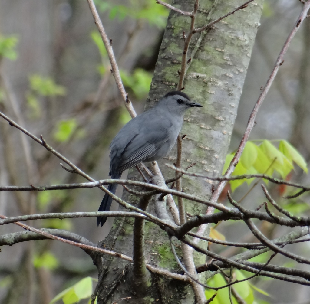 Gray Catbird by annepann