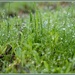 Grass after rain by gosia