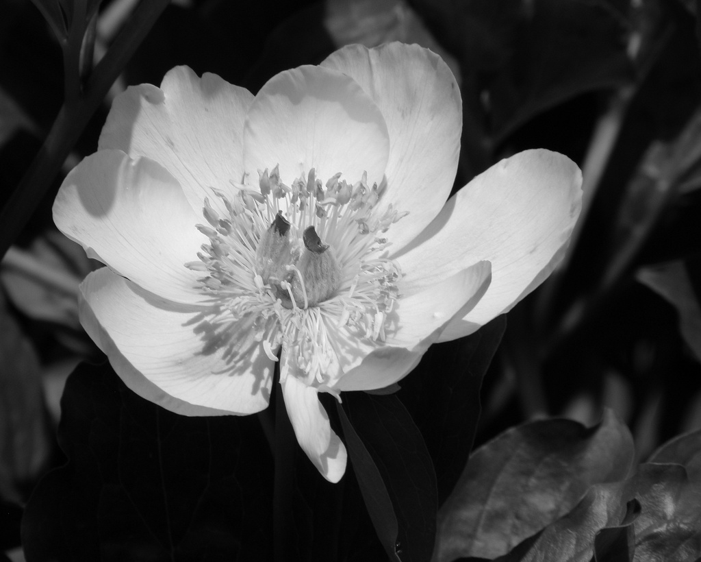 May 20 Peony in Bloom by daisymiller