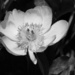 May 20 Peony in Bloom by daisymiller