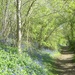 Motivate-4-May. Calm. Through the Blubell Wood by wendyfrost
