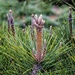 Pinus bonsaiatus by corymbia