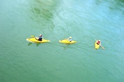 21st May 2014 - 3 little ducks on the Rhine