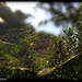 Golden orb spider web by flyrobin