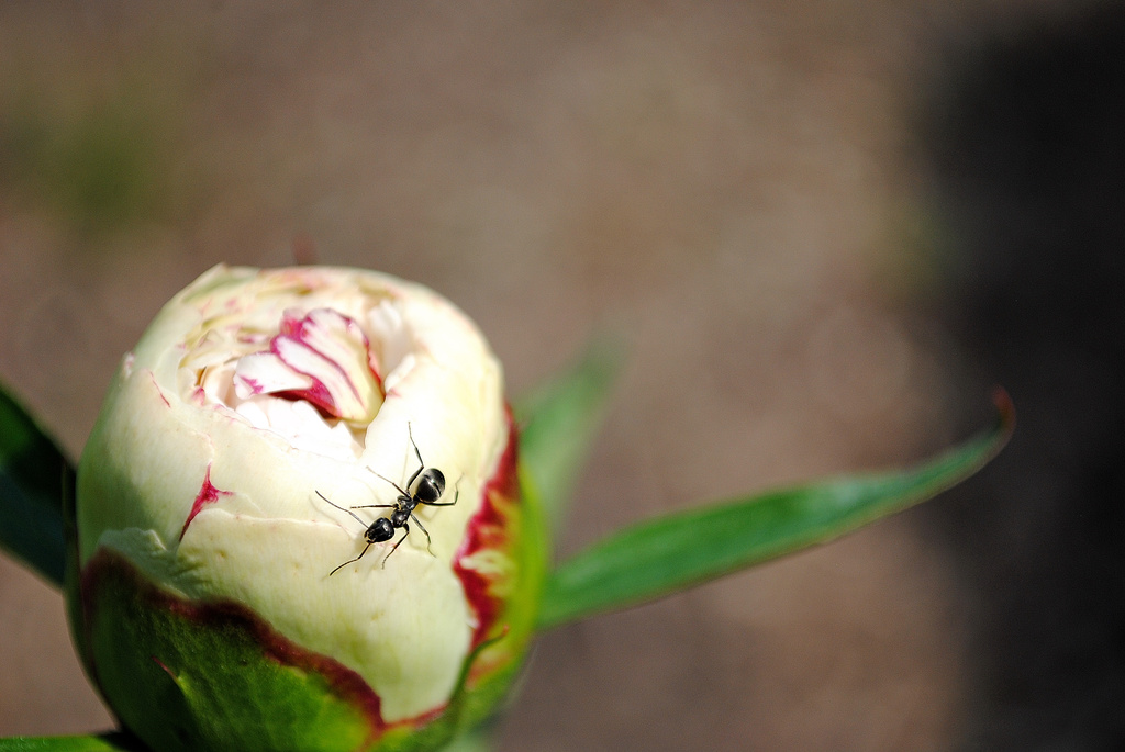 Ants in my Plants by alophoto