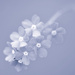Forget me nots ~ Cyanotype by seanoneill