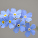 Forget me nots ~ Colour by seanoneill