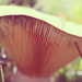 Magic Mushrooms by nicolecampbell