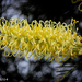 Australian native flower by flyrobin