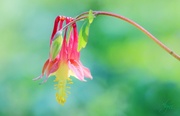 17th May 2014 - Old Fashioned Columbine